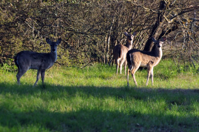 319neals_045deer.jpg