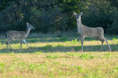 319neals_047deer.jpg