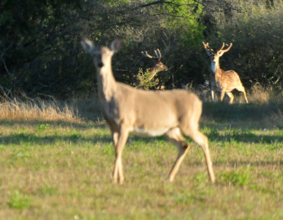 319neals_049deer.jpg