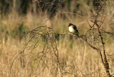 319neals_056easternphoebe.jpg