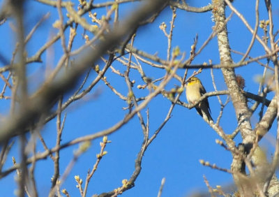 319neals_062verdin.jpg