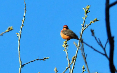319neals_077vermilion.jpg