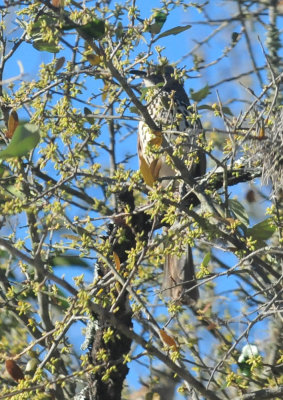 319neals_103longbilledthrasher.jpg