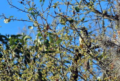 319neals_104longbilledthrasher.jpg