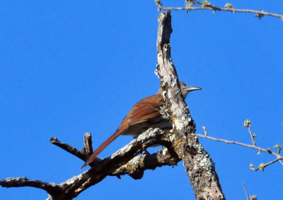 319neals_110longbilledthrasher.jpg
