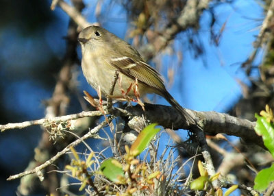 319neals_116huttonsvireo.jpg