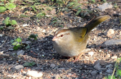 319neals_153olivesparrowzzzzzzzz.jpg