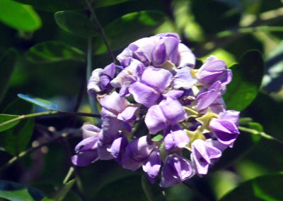 319neals_162texasmountainlaurel.jpg