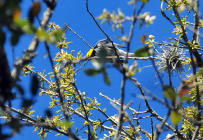 319neals_170goldencheekedwarbler.jpg