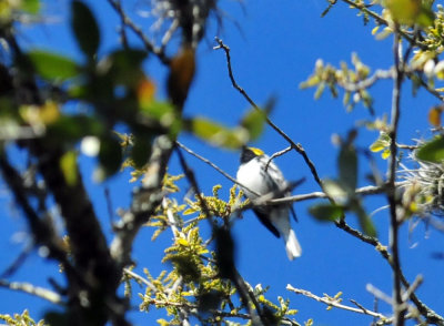 319neals_187goldencheekedwarbler.jpg