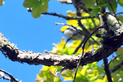 319neals_193goldencheekedwarbler.jpg