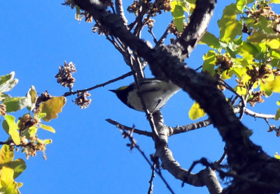 319neals_209goldencheekedwarbler.jpg