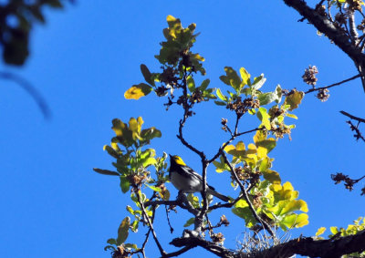 319neals_217goldencheekedwarbler.jpg