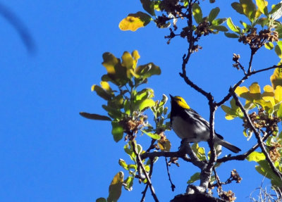 319neals_218goldencheekedwarbler.jpg
