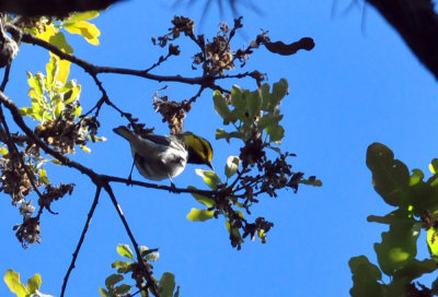 319neals_233goldencheekedwarbler.jpg