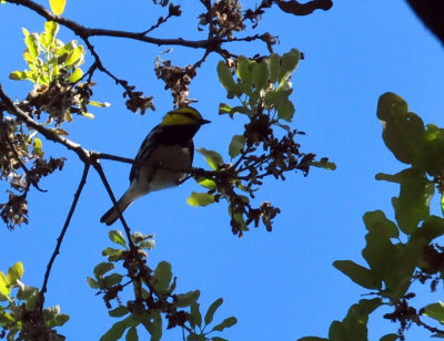 319neals_236goldencheekedwarbler.jpg