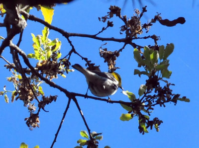 319neals_234goldencheekedwarbler.jpg
