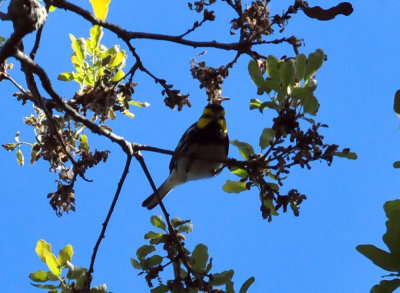 319neals_237goldencheekedwarbler.jpg