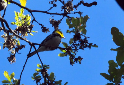 319neals_238goldencheekedwarbler.jpg
