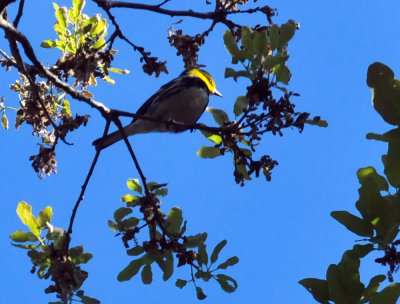 319neals_239goldencheekedwarbler.jpg