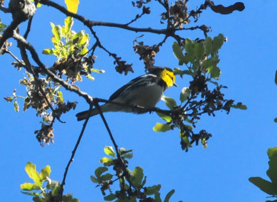 319neals_240goldencheekedwarbler.jpg