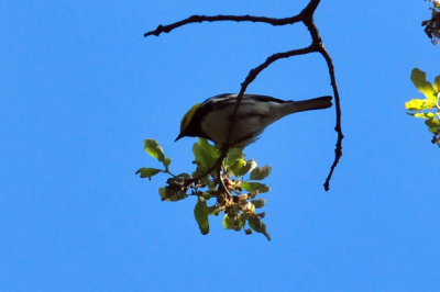 319neals_247goldencheekedwarbler.jpg