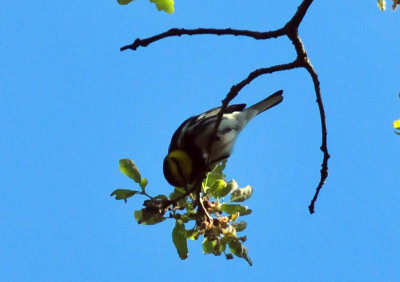 319neals_249goldencheekedwarbler.jpg