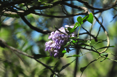 319neals_267mountainlaurel.jpg