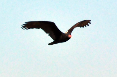 319neals_272turkeyvulture.jpg