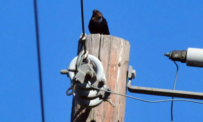 319neals_276brownheadedcowbird.jpg