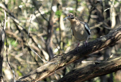319neals_278whitewingeddove.jpg