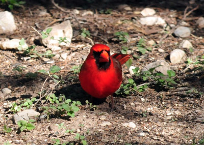 319neals_281ncardinal.jpg