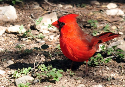 319neals_282ncardinal.jpg