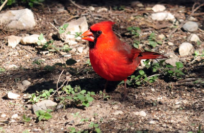 319neals_285ncardinal.jpg