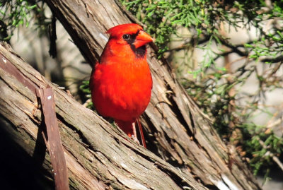 319neals_289ncardinalzzzzzzzzzzzz.jpg