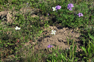 319neals_302flora.jpg
