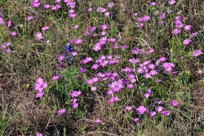 319neals_304pinks.jpg