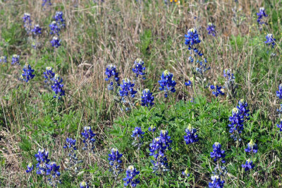 319neals_314bluebonnetts.jpg
