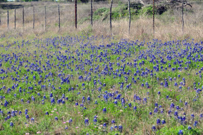 319neals_316bluebonnetts.jpg