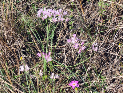 319neals_319flora.jpg