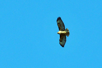 319neals_321redtail.jpg