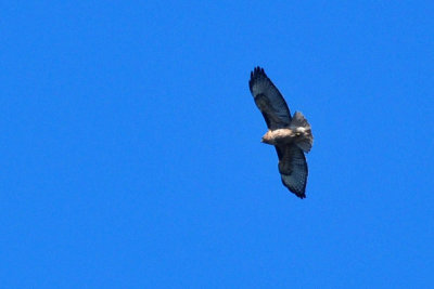 319neals_322redtail.jpg