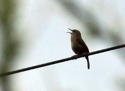 320cooks_049carolinawren.jpg
