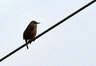 320cooks_050carolinawren.jpg