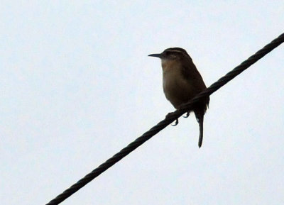 320cooks_052carolinawren.jpg