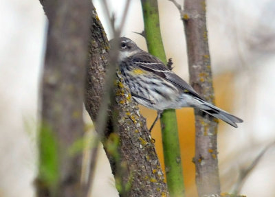 320cooks_053yellowrumped.jpg