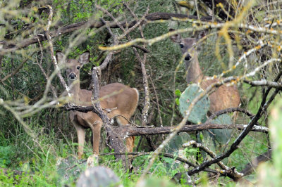 320cooks_075deer.jpg