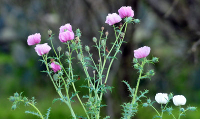 320cooks_076poppies.jpg