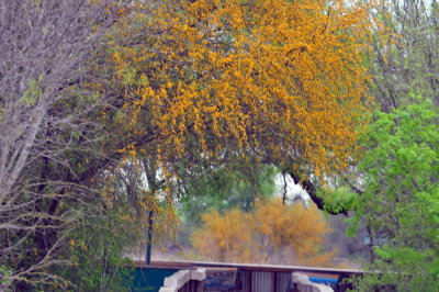 322cooks_002huisache.jpg