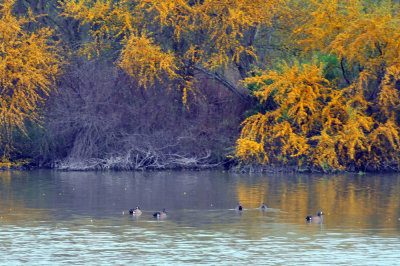 322cooks_005bluewingedteal.jpg